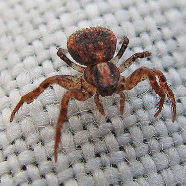 female spider Ozyptila pacifica from cottonwood litter, Cowlitz River SW of Salkum, Lewis County, Washington