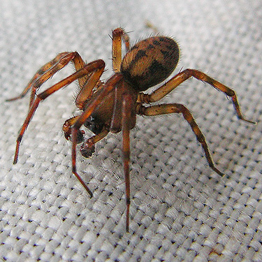 male spider Callobius pictus from moss, Spencer Road SW of Salkum, Lewis County, Washington