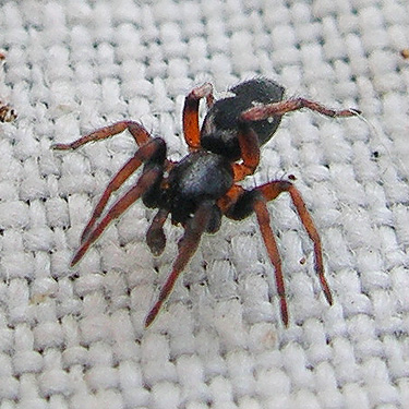 gnaphosid spider Poecilochroa (Sergiolus) columbiana, Cowlitz River SW of Salkum, Washington