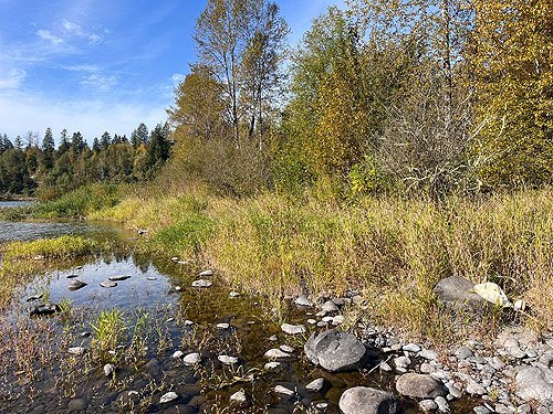 riparian grass, Cowlitz River SW of Salkum, Lewis County, Washington