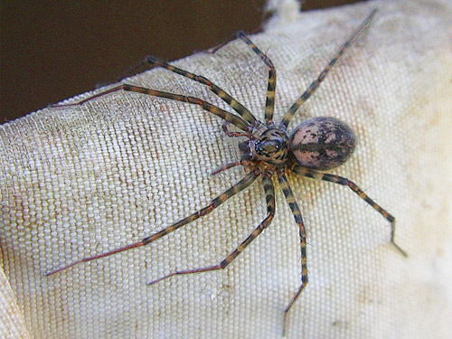 female spider Calymmaria suprema from outhouse, Cowlitz River SW of Salkum, Washington