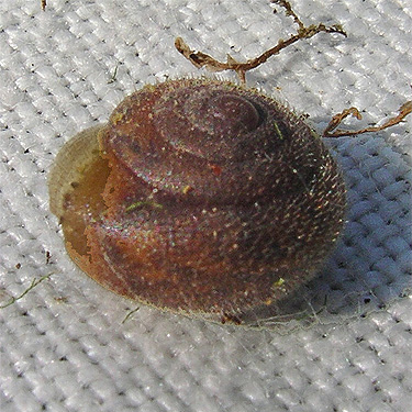 Vespericola columbiana snail, Cowlitz River SW of Salkum, Washington