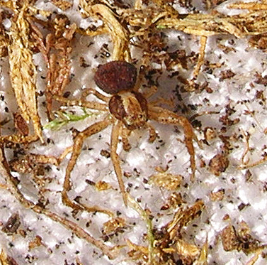 juvenile Xysticus crab spider from moss, Cowlitz River SW of Salkum, Washington