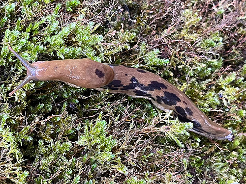 banana slug with dark spots, West Satsop Boat Launch, Grays Harbor County, Washington