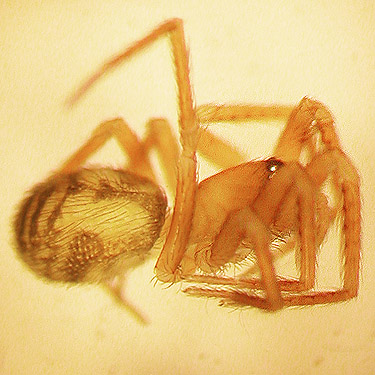 spider Cybaeota shastae sifted from moss, West Satsop Boat Launch, Grays Harbor County, Washington