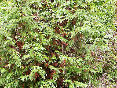 red cedar foliage Thuja plicata at West Satsop Boat Launch, Grays Harbor County, Washington