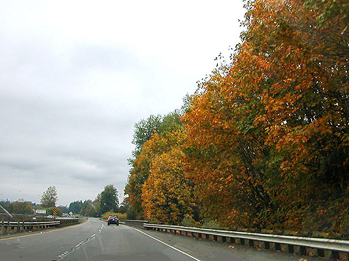 Maple trees turning fall color along Washington Highway 8, 21 October 2023