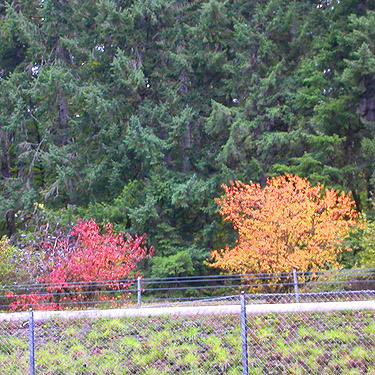 fall color at Elma Rest Area, Grays Harbor County, Washington on 21 October 2023