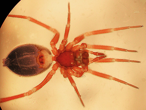 linyphiid spider Walckenaeria directa from moss, West Satsop Boat Launch, Grays Harbor County, Washington