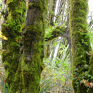moss on maple trunks, West Satsop Boat Launch, Grays Harbor County, Washington