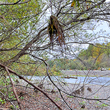 perched flood debris in trees, West Satsop Boat Launch, Grays Harbor County, Washington