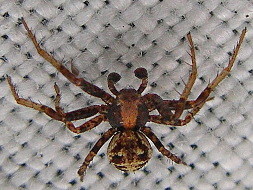 male spider Xysticus pretiosus from moss, West Satsop Boat Launch, Grays Harbor County, Washington