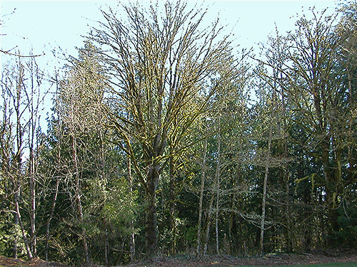 forest at edge of Saxon Cemetery, Saxon Road, South Fork Nooksack River, Whatcom County, Washington