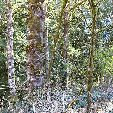 moss in forest, Saxon Cemetery, Saxon Road, South Fork Nooksack River, Whatcom County, Washington