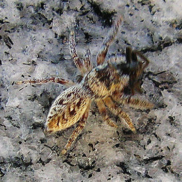 jumping spider Salticidae on grave monument, Saxon Cemetery, Saxon Road, South Fork Nooksack River, Whatcom County, Washington