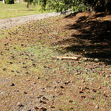 Douglas-fir cones on ground, Saxon Cemetery, Saxon Road, South Fork Nooksack River, Whatcom County, Washington