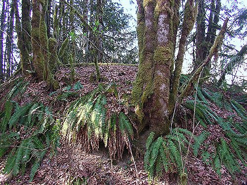 sword fern Polystichum munitum near Saxon Bridge on South Fork Nooksack River, south central Whatcom County, Washington
