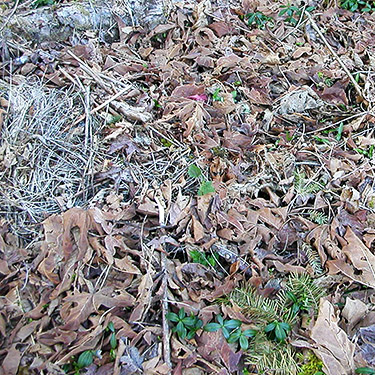 maple leaf litter in woods by Saxon Cemetery, Saxon Road, South Fork Nooksack River, Whatcom County, Washington