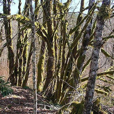 moss on trees by Saxon Bridge on South Fork Nooksack River, south central Whatcom County, Washington