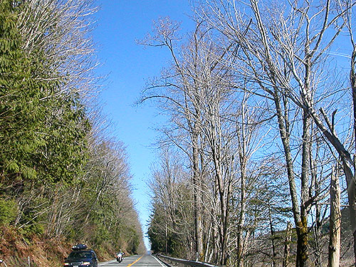 spring woods along Hwy. 9, south Whatcom County, Washington