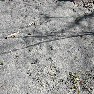 mystery tracks on sand bar, Saxon Bridge on South Fork Nooksack River, south central Whatcom County, Washington