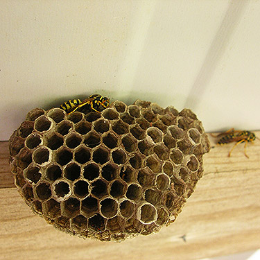 paper wasp nest Polistes dominulus, Saxon Cemetery, Saxon Road, South Fork Nooksack River, Whatcom County, Washington