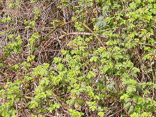 invasive Himalayan blackberry, Schafer Grade Road, Grays Harbor County, Washington