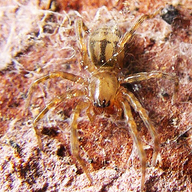 juvenile spider Callobius pictus under spruce bark, Schafer Grade Road, Grays Harbor County, Washington