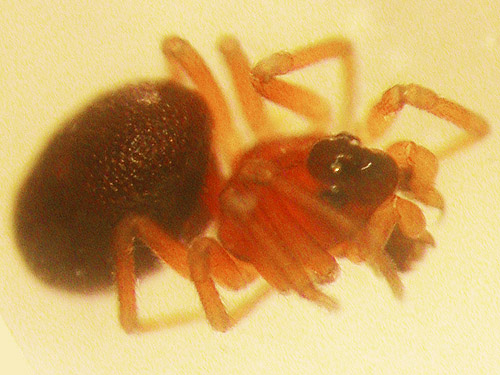 male spider ceraticelus sp. #2 from guardrail, Schafer Grade Road, Grays Harbor County, Washington