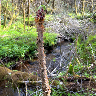 Devil's club, spring form, Schafer Grade Road, Grays Harbor County, Washington