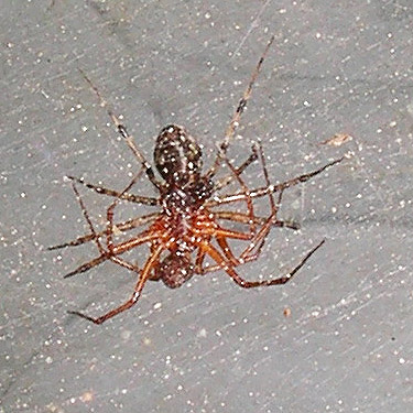 female and male spiders Neriene digna in copula, Schafer Grade road, Grays Harbor County, Washington