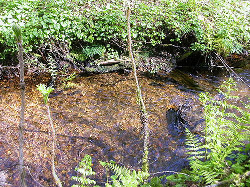 nameless creek crossing Schafer Grade Road, Grays Harbor County, Washington