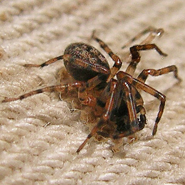 male spider Cryphoeca exlineae from spruce bark, Schafer Grade Road, Grays Harbor County, Washington