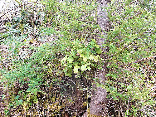 western hemlock and salal beside Schafer Grade Road, Grays Harbor County, Washington