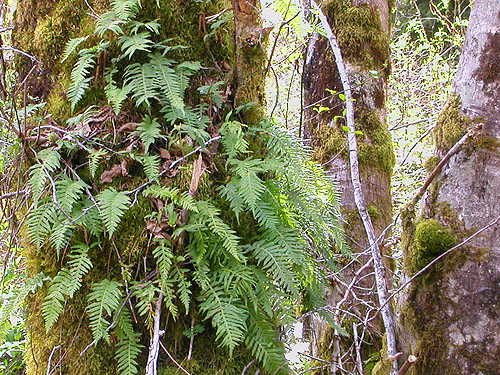 licorice ferns on swamp alder, Schafer Grade Road, Grays Harbor County, Washington