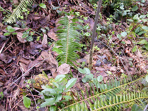 leaf litter poor in spiders, Schafer Grade Road, Grays Harbor County, Washington