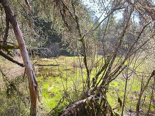 marsh end of wetland east of pond, Schafer Grade road, Grays Harbor County, Washington