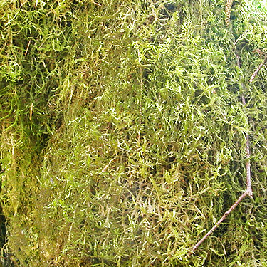 moss good for sifting, Schafer Grade Road, Grays Harbor County, Washington