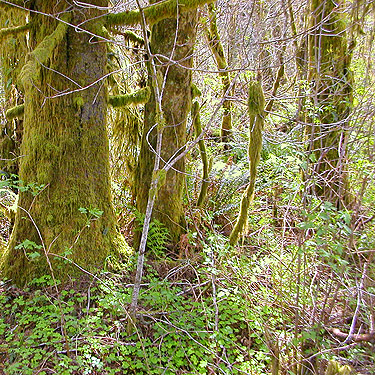 mossy alder trunks, Schafer Grade Road, Grays Harbor County, Washington