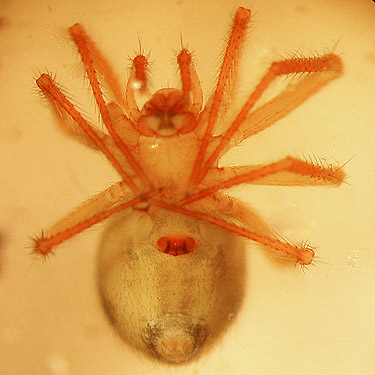 female Nesticus silvestrii from moss, Schafer Grade Road, Grays Harbor County, Washington