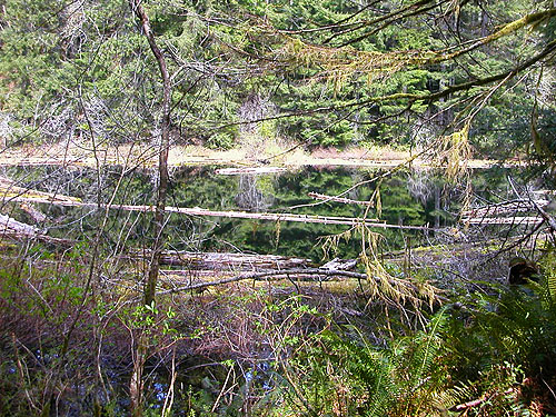 pond on Schafer Grade Road, Grays Harbor County, Washington