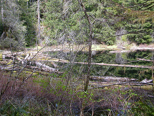 west end of pond, Schafer Grade Road, Grays Harbor County, Washington