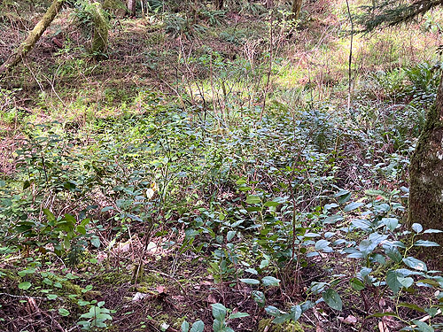 riparian understory, Schafer Grade Road, Grays Harbor County, Washington