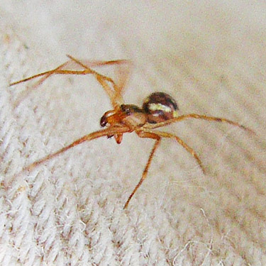 male of common Theridion sexpunctatum, Schafer Grade Road, Grays Harbor County, Washington