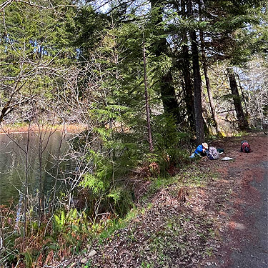 Rod Crawford sifting leaf litter by roadside, Schafer Grade Road, Grays Harbor County, Washington