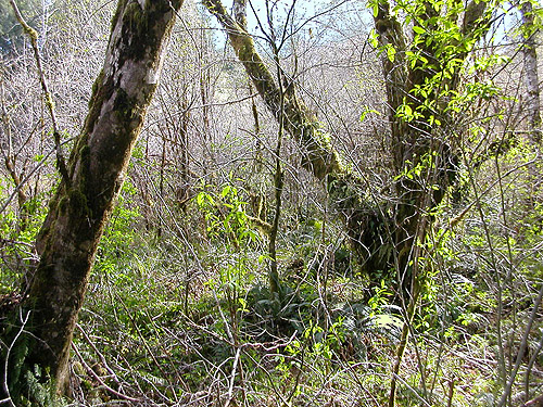 alder swamp end of wetland east of pond, Schafer Grade Road, Grays Harbor County, Washington