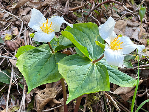 roadside Trillium ovatum plants, Schafer Grade Road, Grays Harbor County, Washington