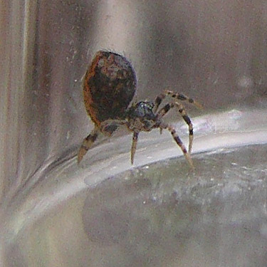 juvenile spider Trogloneta species from spruce bark,  Schafer Grade road, Grays Harbor County, Washington