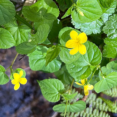 yellow violets, Schafer Grade Road, Grays Harbor County, Washington