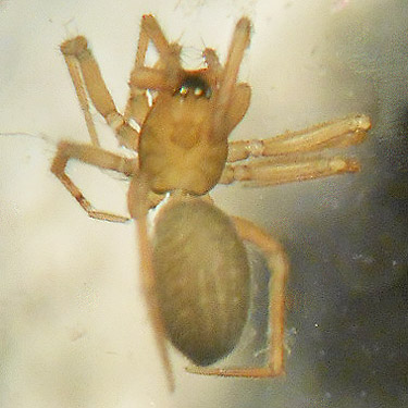 female spider Erigone autumnalis from vase, Silver Lake Cemetery, Cowlitz County, Washington